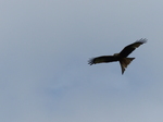 FZ015795 Red kites (Milvus milvus).jpg